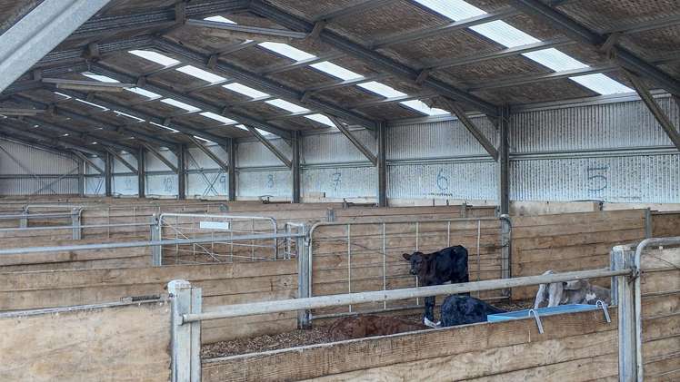 500 Willowford Road Waiwhare_26