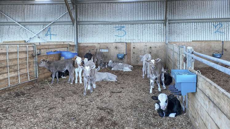 500 Willowford Road Waiwhare_25