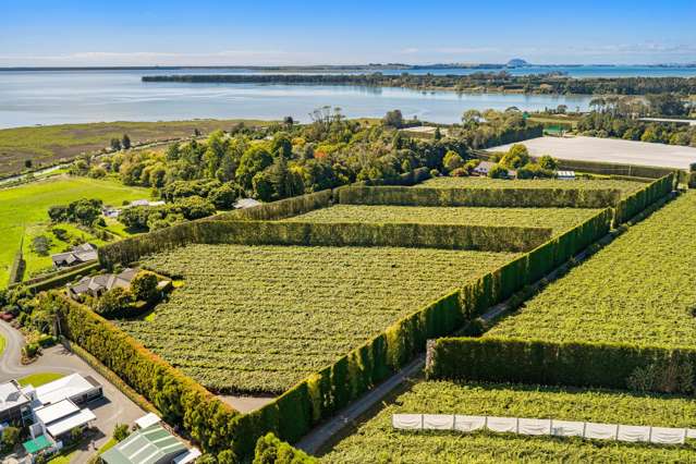 Prime Walker Road East Kiwifruit Orchard for Sale