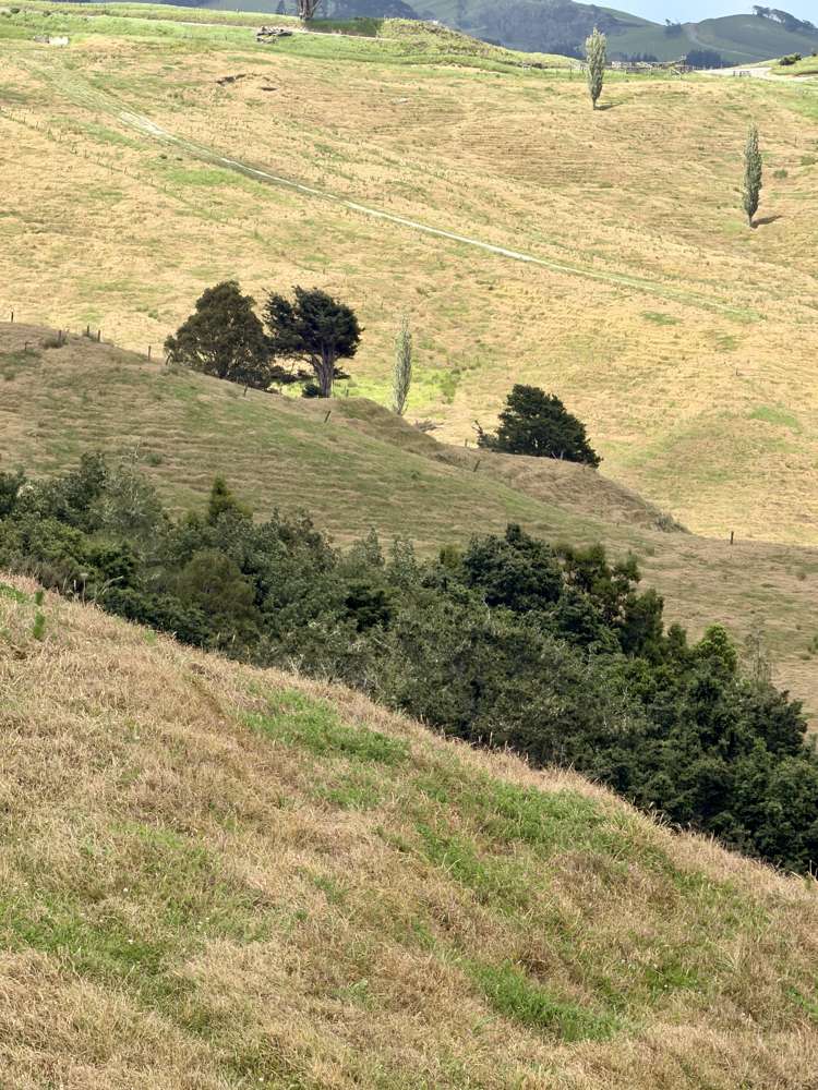 Pukehuia Road Arapohue_22