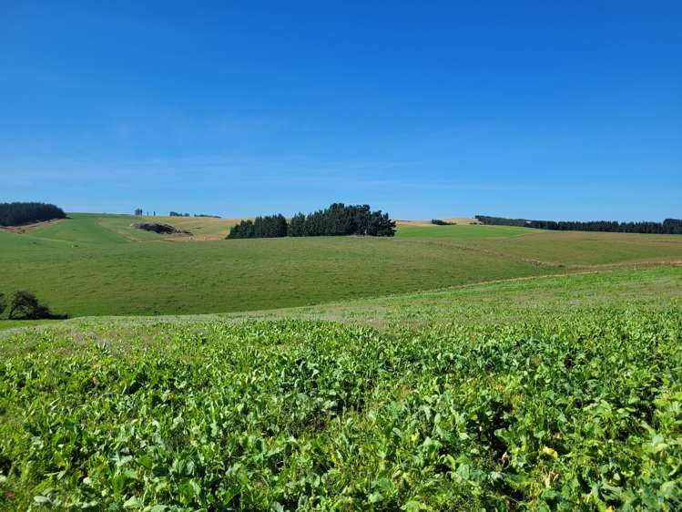 630 Clydevale Road Clinton and Surrounds_14