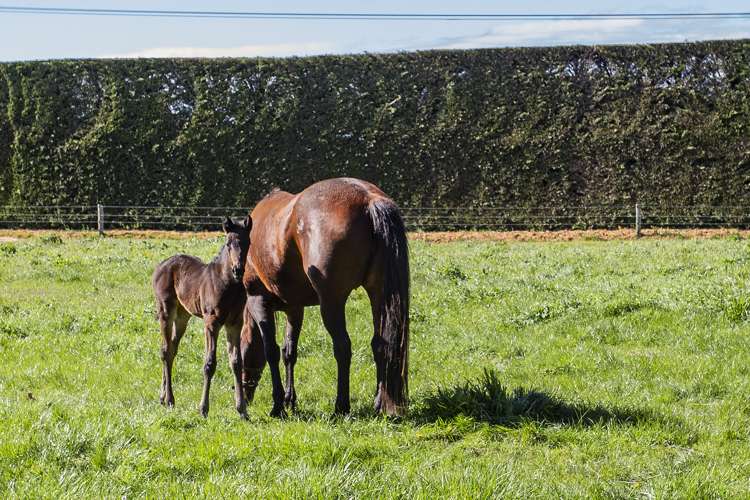 281 Moderates Road West Eyreton_19