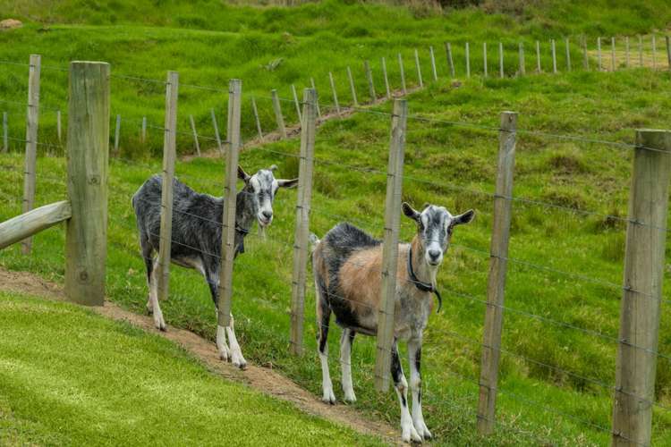 65 Moses Road Kaukapakapa_32