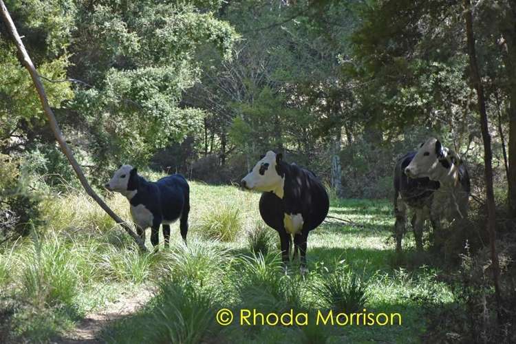 280 Central Road Mareretu_19