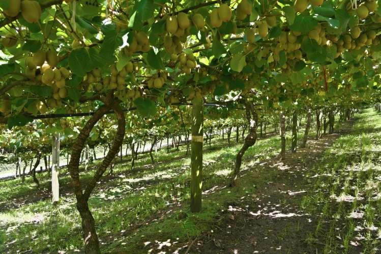 80 Roydon Downs Road Paengaroa_9