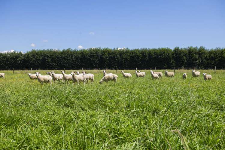 2388 Matawai Road Te Karaka_21