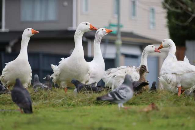 42 Lake Panorama Drive Henderson_3