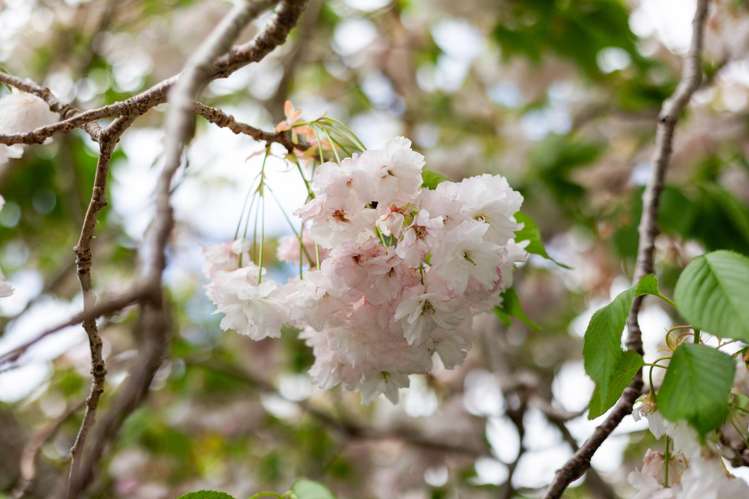 131 Upland Road Kelburn_19