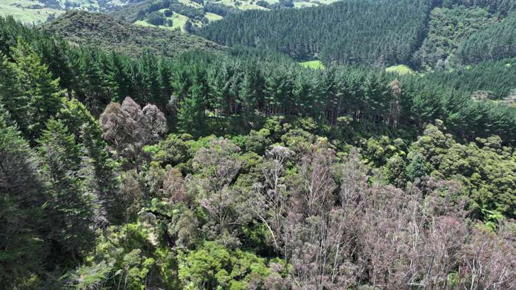 Puhata Road Herekino_17