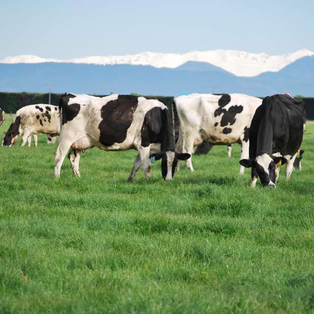 28 Toner Road Temuka_4