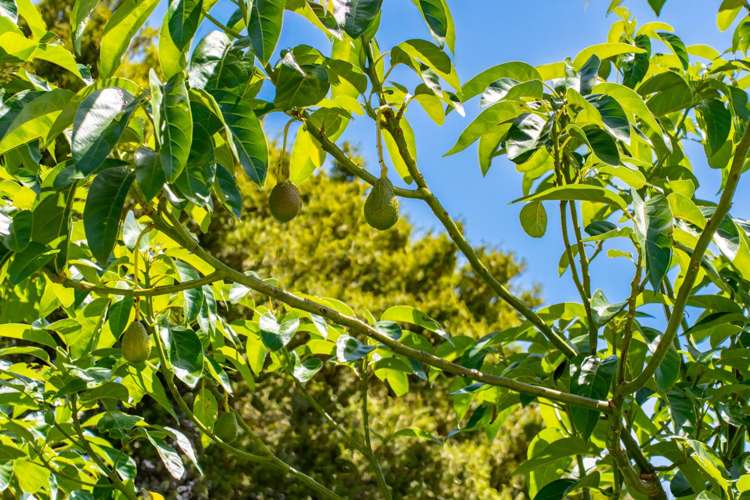 549 Helmsdale Road Waipu_32