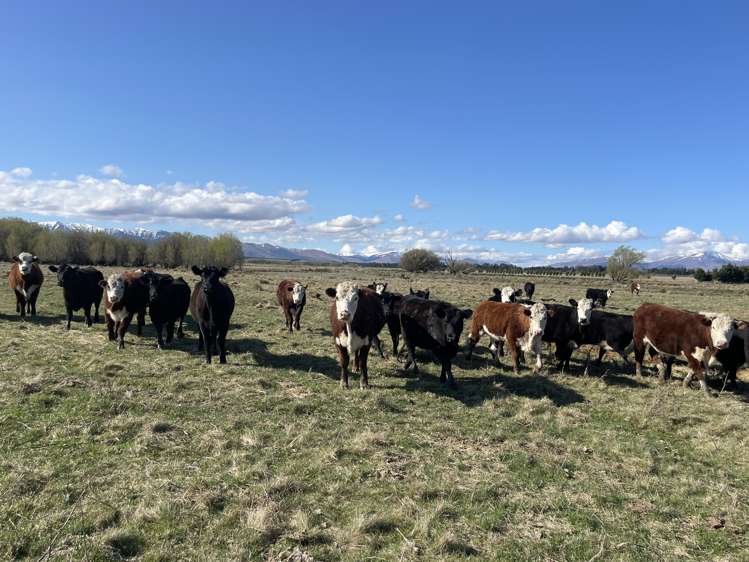 73 Brinsdon Road Ranfurly_10