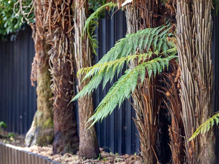 17 Matipo Crescent Pukete_16