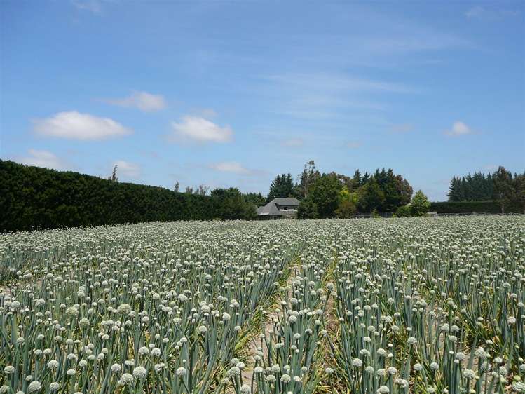 592 Mount Thomas Road Fernside_16