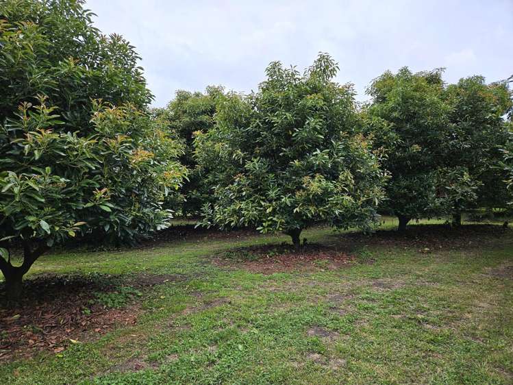 400 Te Matai Road Te Puke_8