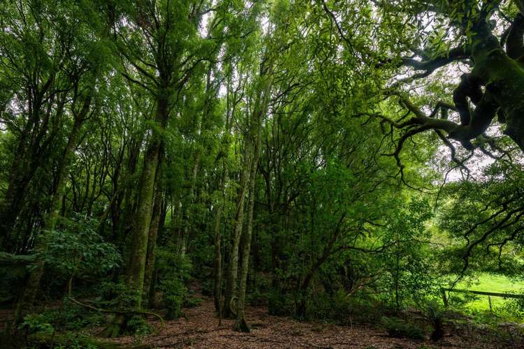 119 Kaharoa Road Hamurana_15