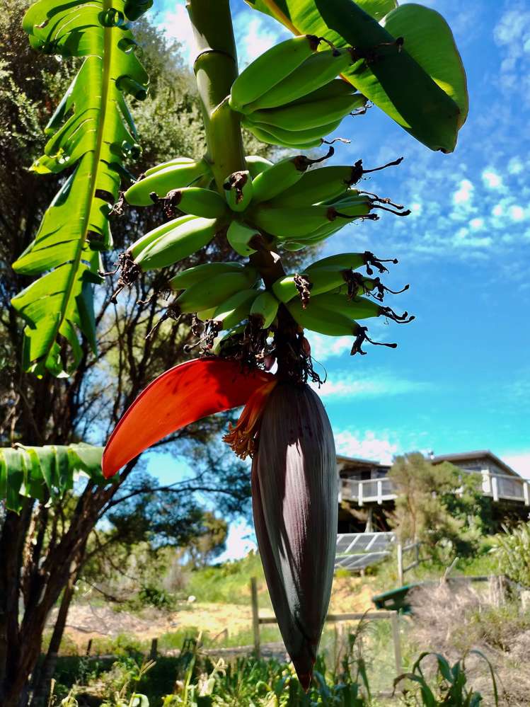62 Kaitoke Lane Great Barrier Island_3