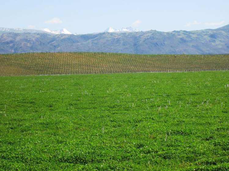 Golden Road Alexandra_3