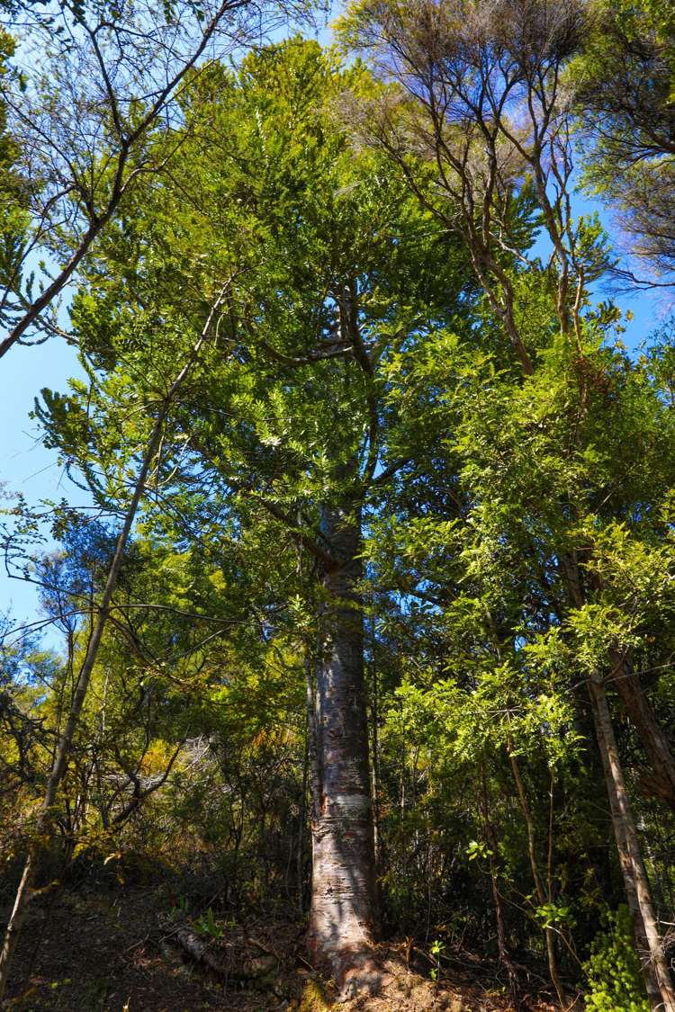 Lot 5 21 Waikawau Beach Road Little Bay_16