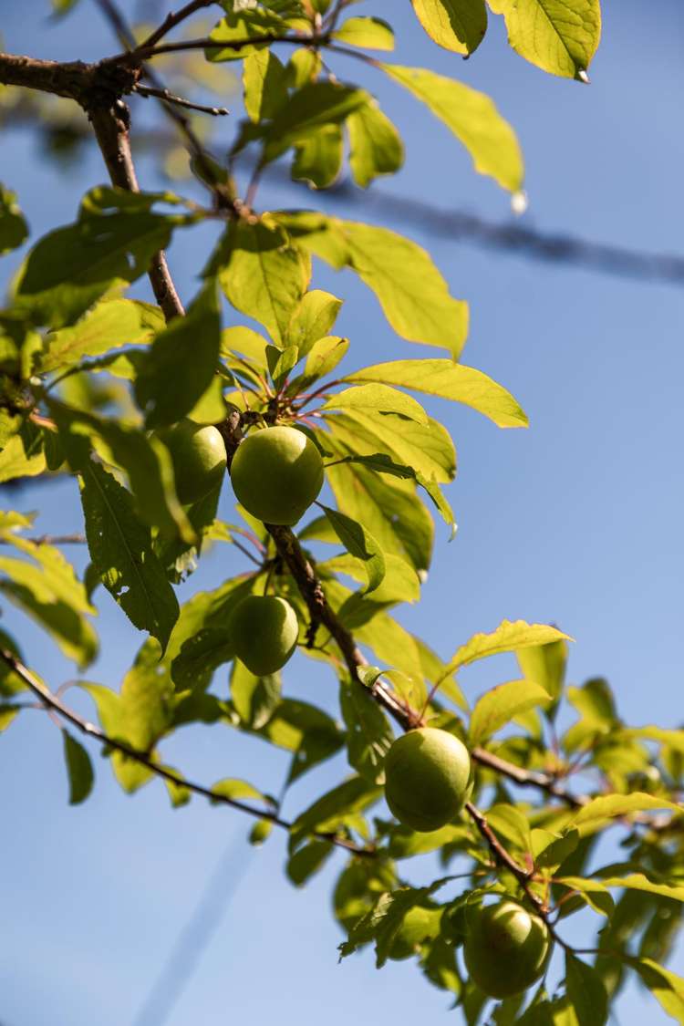 35 Waiomu Valley Road Waiomu_6