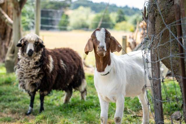 3 Lockharts Road Waitahuna_1