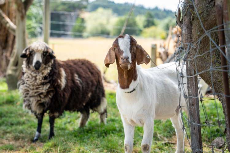 3 Lockharts Road Waitahuna_1