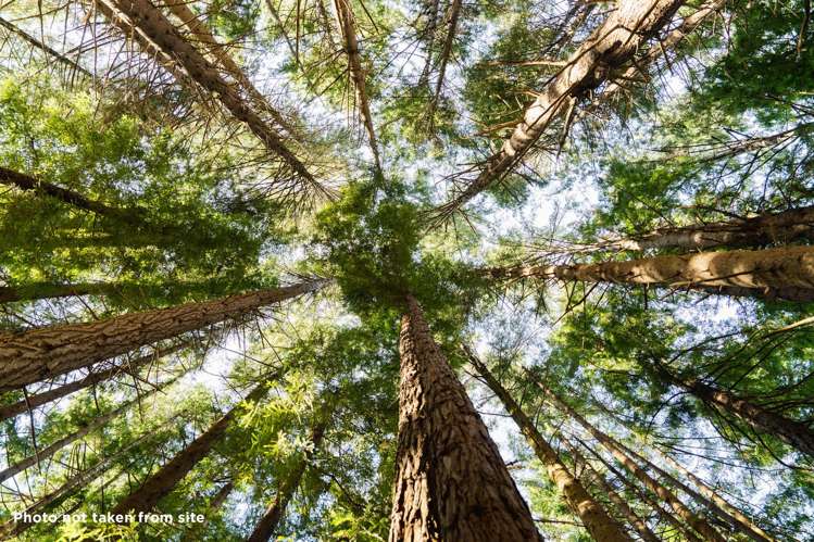 135 Shetland Street Wakari_15