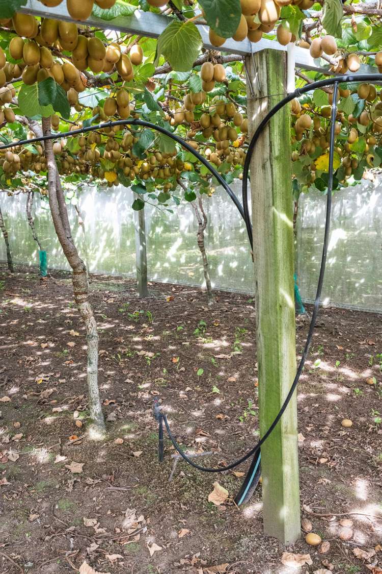 865B Oropi Road Oropi_20