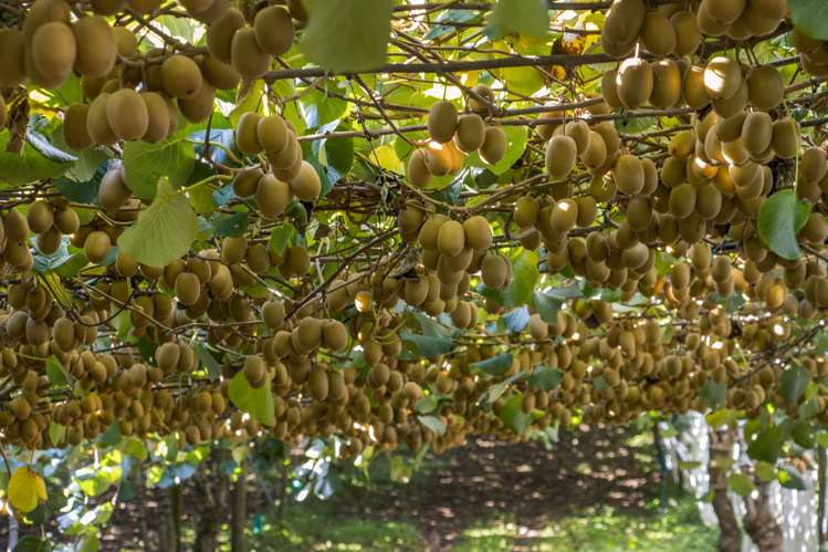 416 State Highway 2 Katikati_12