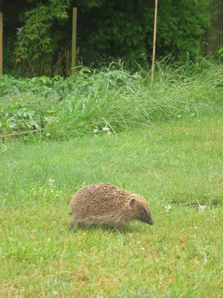 29 East Grampian Street Tokoroa_20