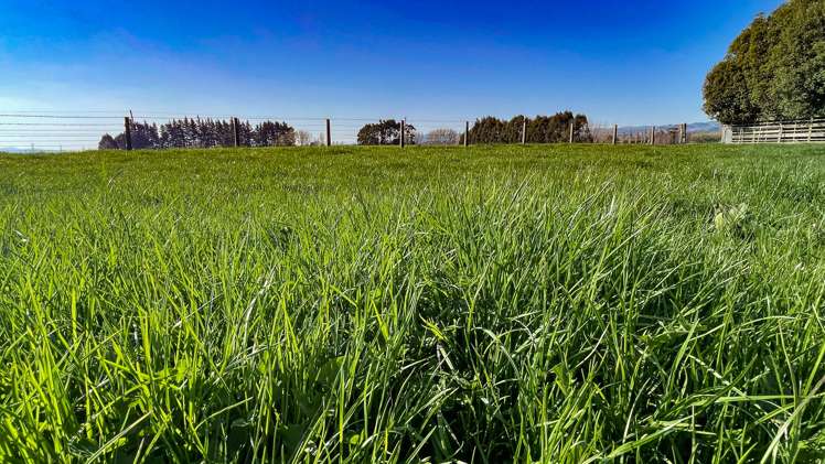 57 Island Edendale Road Edendale_9