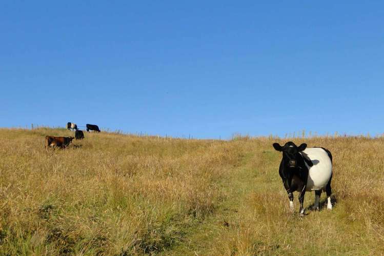 135 Canaan Road Kahurangi National Park_28