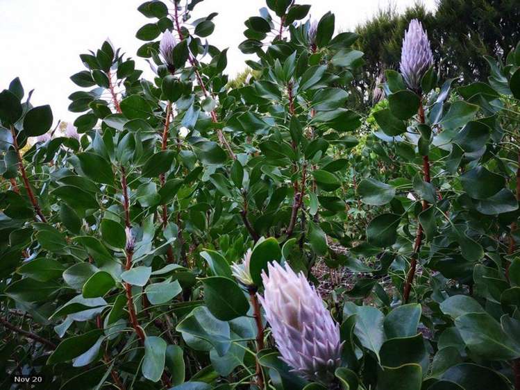 74 Okahukura Road Tapora_6