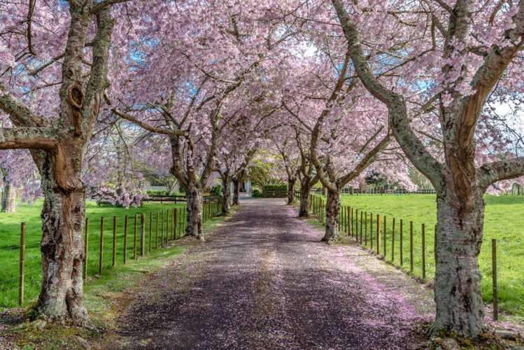 116a Windmill Road Tamahere_2