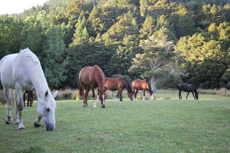 40 Linton Road Kaipara Flats_10