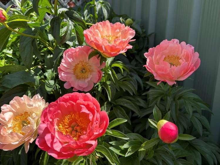 14b Bantry Street Alexandra_14