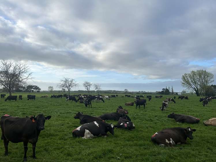 520 Lake Road Horsham Downs_6