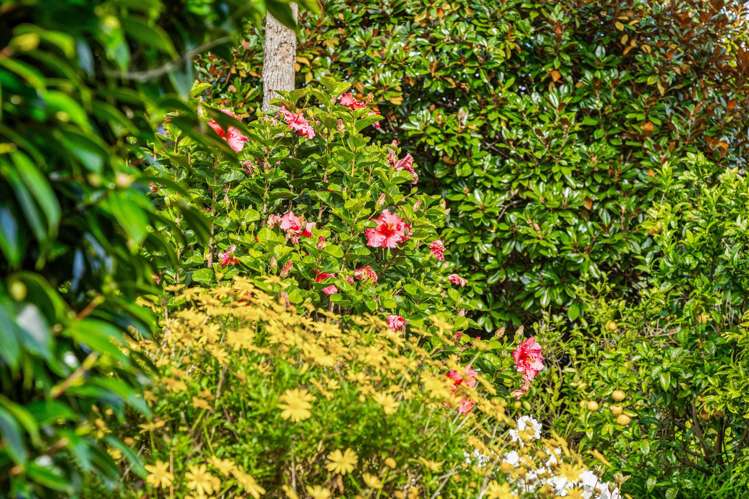 1152A East Coast Road Redvale_18