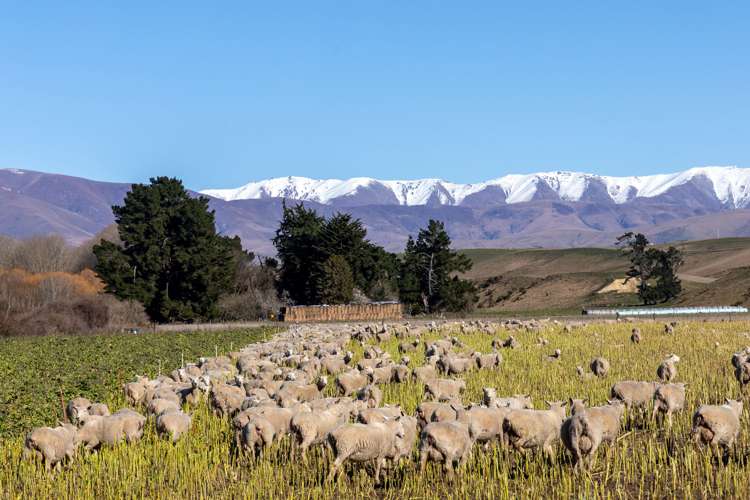 Rocky Gully Road Albury_14