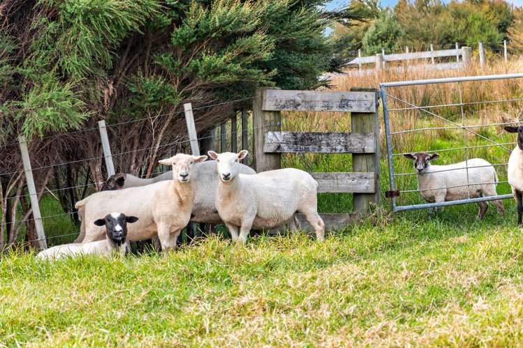 161 Ranganui Road Kaiwaka_46