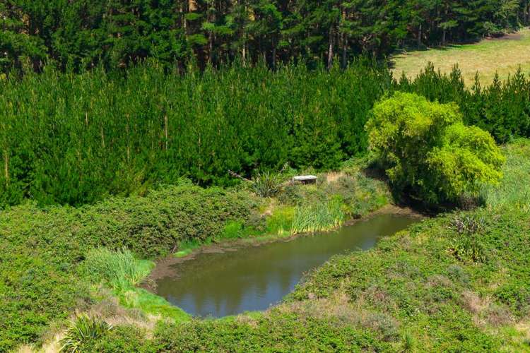 590 Brandon Hall Road Bulls_13