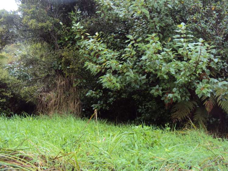 858 Shwy 67 Nikau Kahurangi National Park_8