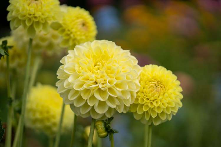 5/191 Racecourse Road Cambridge_18