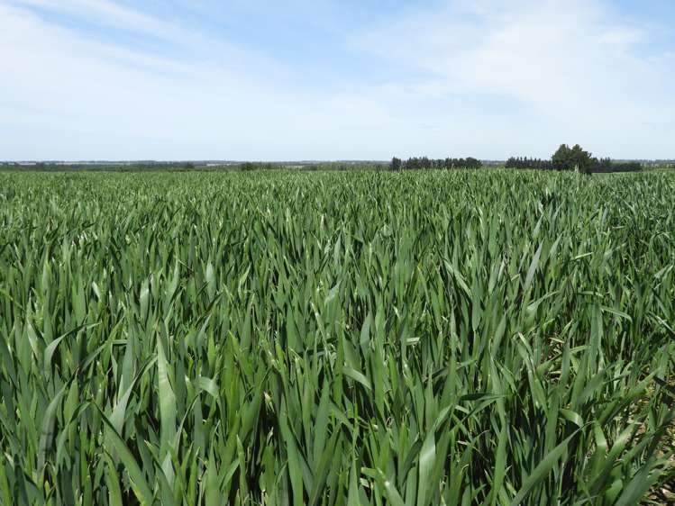 789 Downs Road Hororata_5