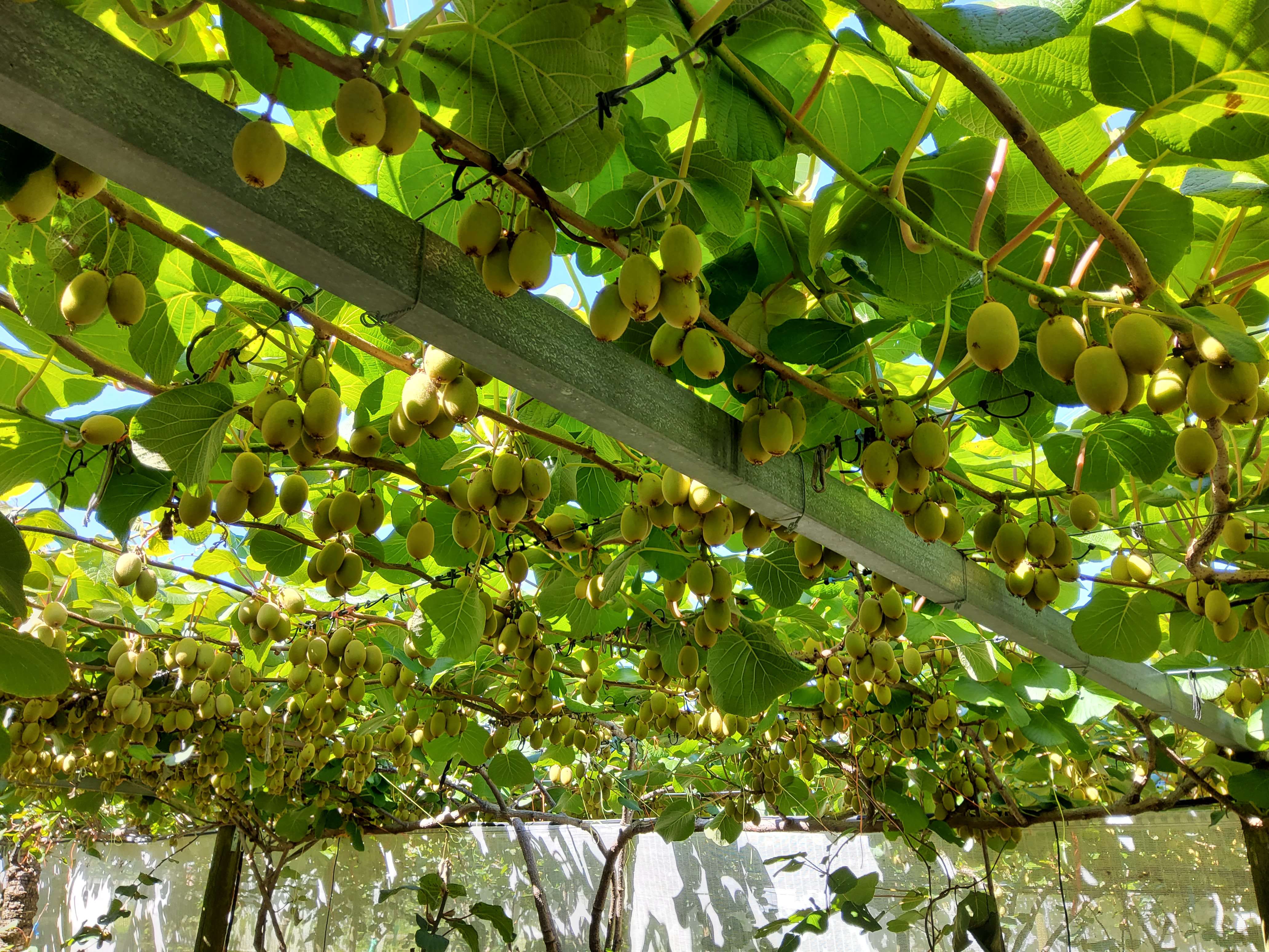 8 Jacks Lane Oropi Tauranga Rural Property For Sale One Roof