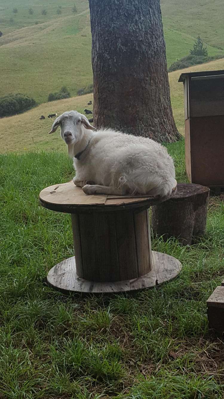 512 Kanohi Road Kaukapakapa_43