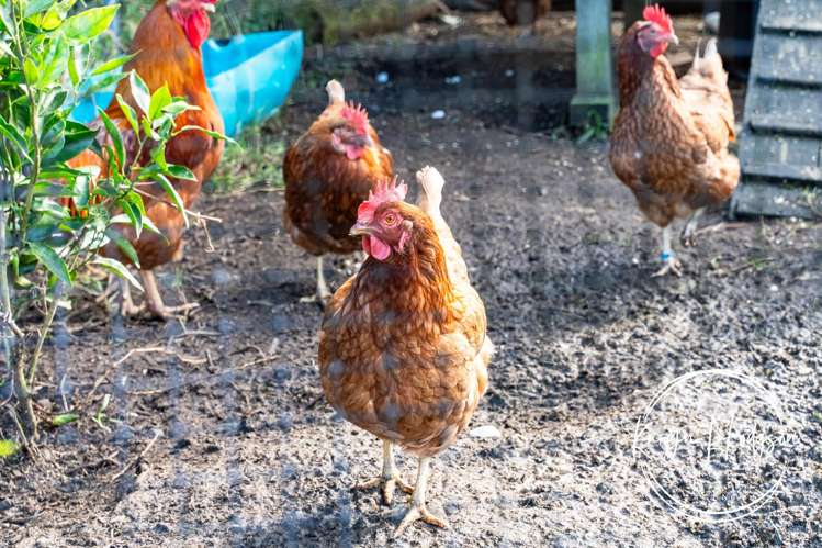 406 Gorge Road Maungaturoto_18