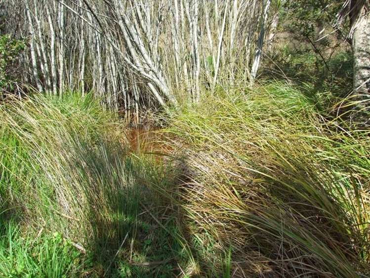 172 Wharariki Road Kahurangi National Park_13