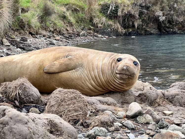 211 Wharf Road Port Levy_36