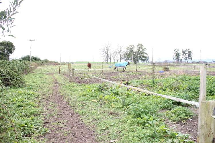 639 Hinuera Road Matamata_15